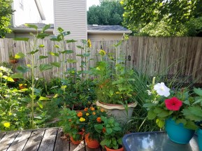 gardening with abandon