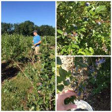 Blueberry picking 